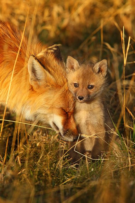 Spring Comfort Red Foxes Vulpes Vulpes Breckenridge Colorado