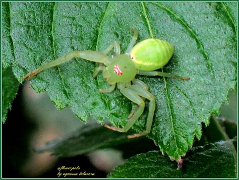 Green Crab Spider | Project Noah