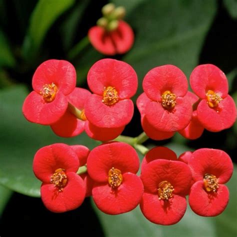 Euphorbia ‘Milii’ – blozem