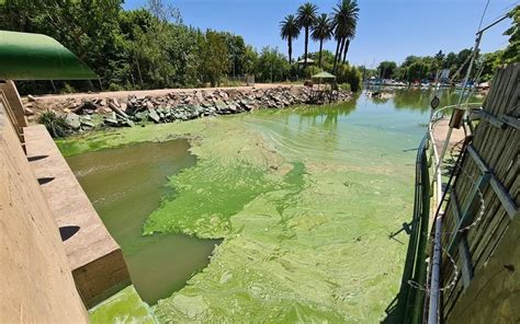 Las cianobacterias en el Río de la Plata suponen un peligro y