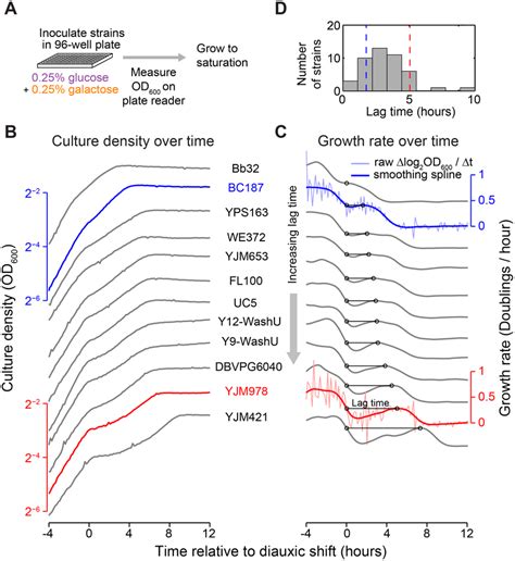 Natural Yeast Strains Vary In Length Of Diauxic Lag A Schematic Of Download Scientific