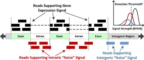 The Distributions Of Rpkm Normalized Read Counts In The Exon Intron