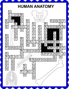 Human Anatomy Crossword By Jennifer Olson Educational Resources TpT