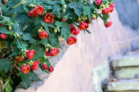 Abutilon Lucky Lantern Red 6 Pot Hello Hello Plants