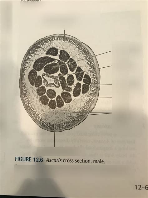 Bio 221 Chapter 9 Ascaris Male Cross Section Diagram Quizlet