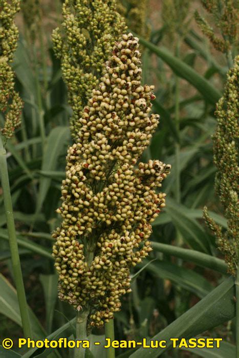 Sorghum Bicolor Sorgho Commun