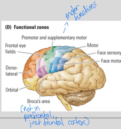 Neuro Test 4 Higher Cortical Functions And Cognitivebehavioral