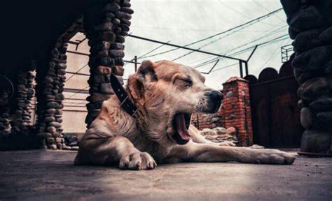 Adottare Un Cane Pastore DellAsia Centrale Carattere Stile E Padrone