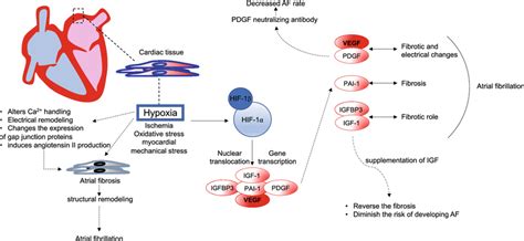 Schematic Demonstrating The Role Of Hypoxia Inducible Factor 1 And Its