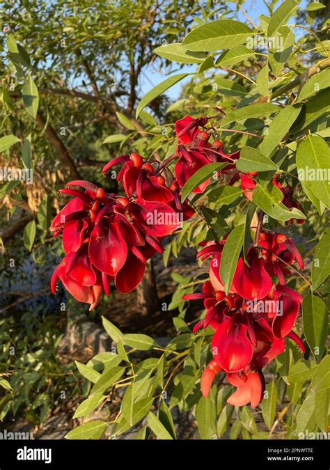 Erythrina Crista Galli Linn Hi Res Stock Photography And Images Alamy