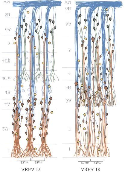 Diagram To Show The Differences In The Arrangement Of Pyramidal Neurons