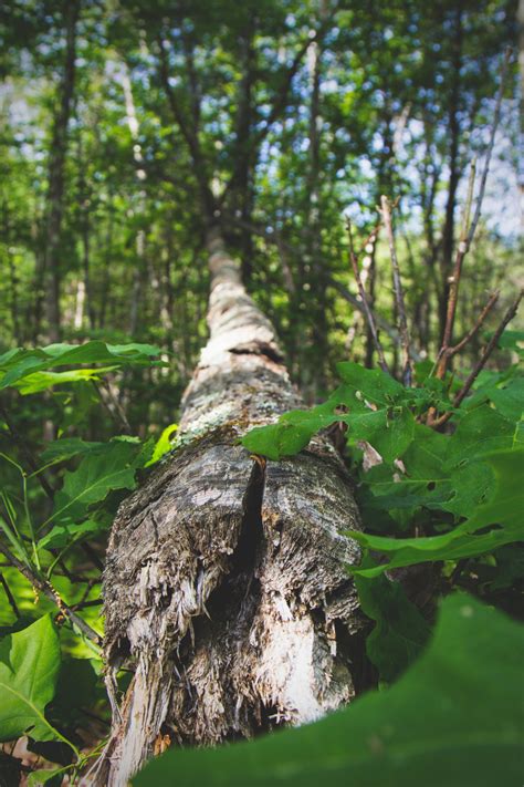 Images Gratuites Arbre La Nature Branche Fleur Tronc Faune Vert