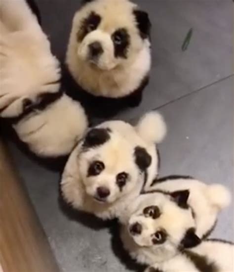 Dogs Dyed To Look Like Pandas Stir Up Controversy From China