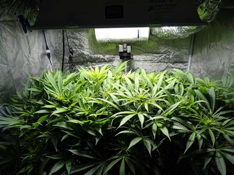 How To Increase Thc When Growing Weed Grow Weed Easy