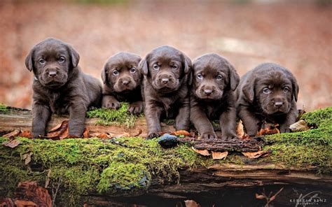 Hd Chocolate Lab Cute Wallpapers Peakpx Atelier Yuwaciaojp