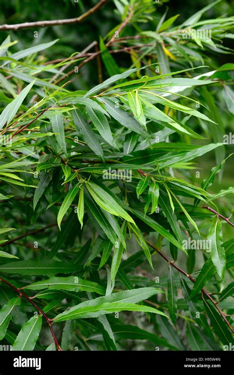 Salix Sachalinensis Sekka Japanese Fantail Willow Willows Green Leaves Foliage Rm Floral Stock