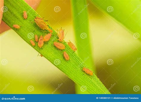 Aphids Stock Image Image Of Agricultural Orange Life