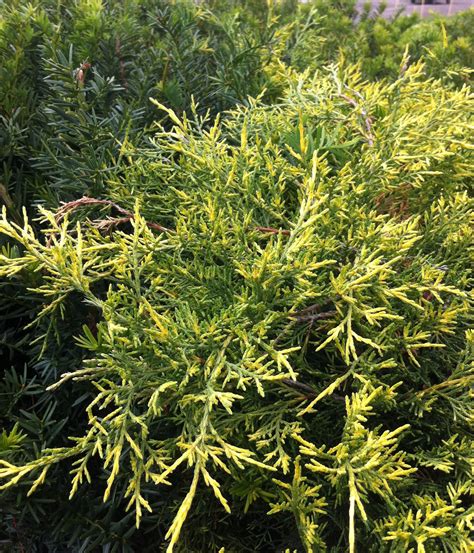 Old Gold Juniper Gardentap