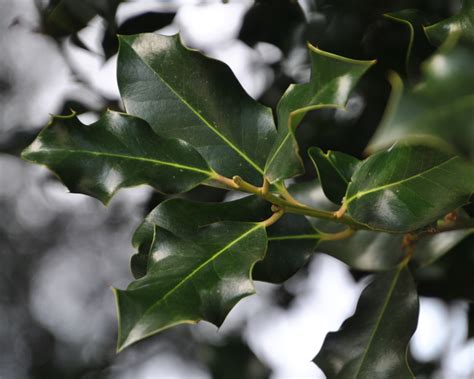 Are Holly Trees Native To Washington State Exploring Their Origins