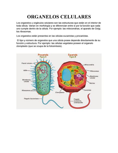 Organelos Celulares ORGANELOS CELULARES Los organelos u orgánulos