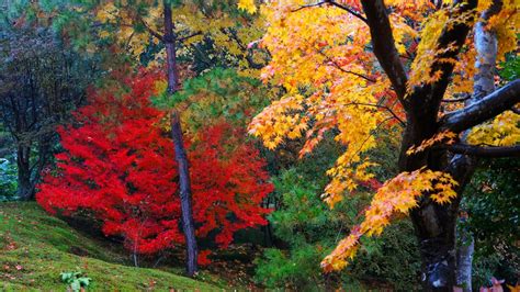 風情ある秋の彩りと散りもみじ 世界遺産の天龍寺の紅葉 京都もよう Kyoto Moyou