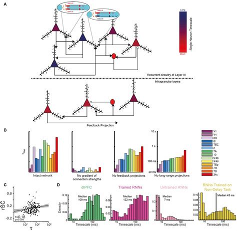 Frontiers A Diversity Of Intrinsic Timescales Underlie Neural