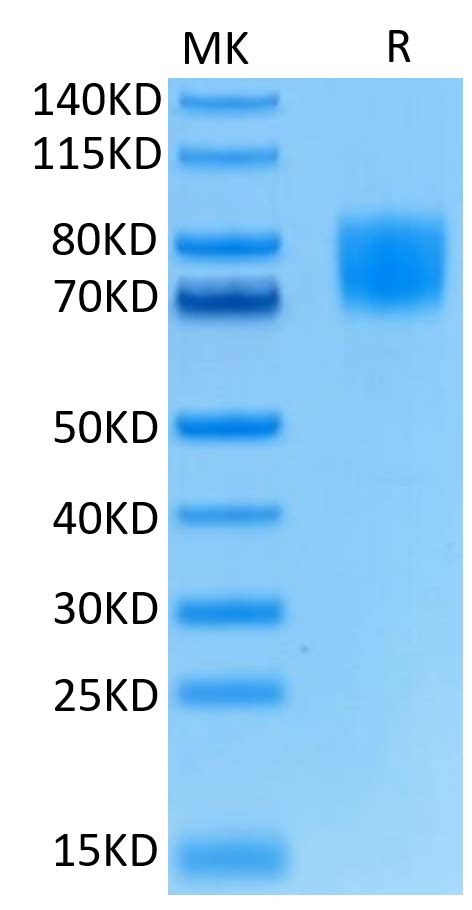 Biotinylated Human Fgfr1 Alpha Iiic Protein Accession P11362 Watson