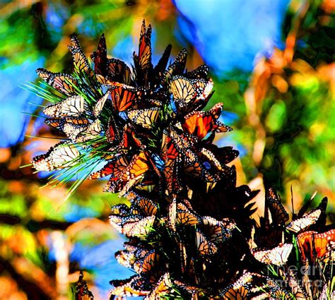 Monarch Butterfly Migration Photograph By Tap On Photo Fine Art America