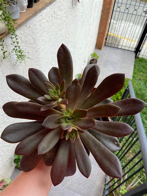 Echeveria Chantilly Needing More Sun These Days Rsucculents