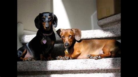 Cute Dachshunds Youtube