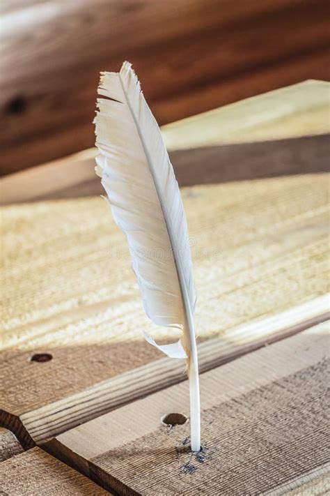 Feather Pen For Writing Stock Photo Image Of People 77065360