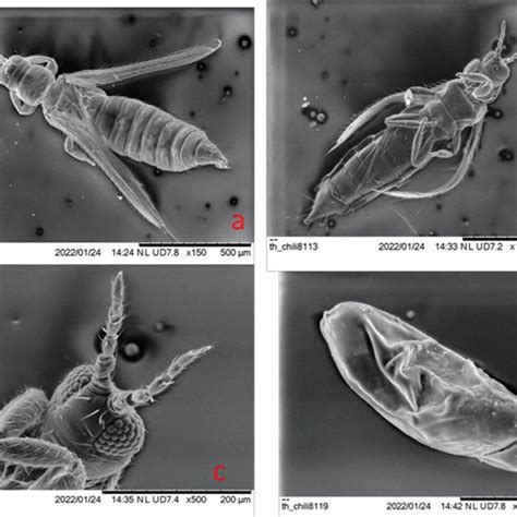 Pdf Status Of The Outbreak Of Thrips Parvispinus Karny On Chilli In