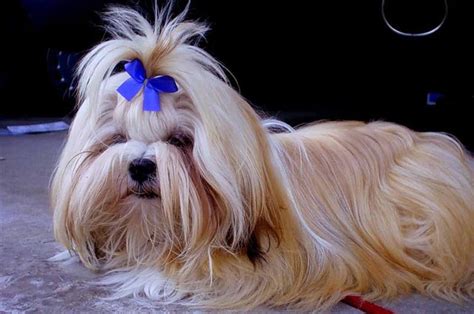 Lhasa Apso cuidados características y curiosidades