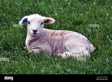 Cute baby lamb laying down looking at the photographer! Stock Photo - Alamy