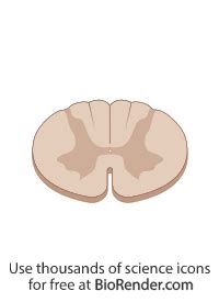 Spinal Cord Cross Section Diagram Unlabeled