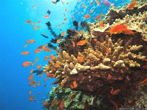 Great Barrier Reef Facts And Information Beautiful World Travel Guide