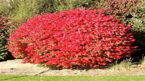 Dwarf Burning Bush Size 2 Gallon Euonymus Alatus Compacta Youtube