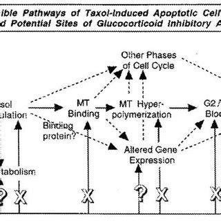 Hypothesized Pathways Of Paclitaxel Induced Apoptosis And Potential