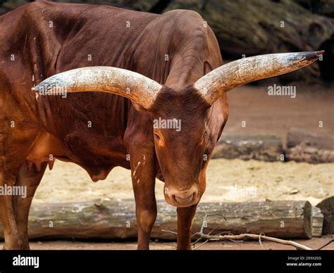 Watussi, Watussi cattle, Ankol cattle, East African domestic cattle ...