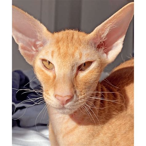 The Ultimate Guide To Peterbald Cat Breed Care And Love