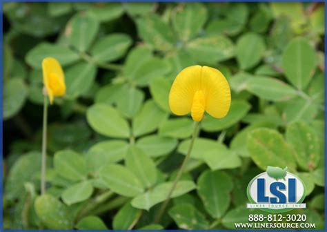 golden glory liner source