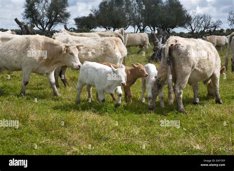 Charolais Cattle Are A Beef Breed Of Cattle Bos Taurus Which