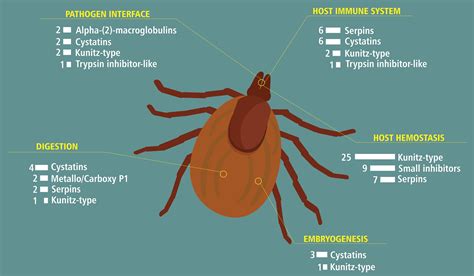 Peptidase Inhibitors In Tick Physiology Parizi 2018 Medical And