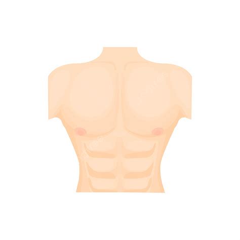 Human Chest Clipart