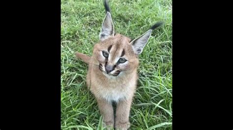 Baby FLOPPA greets people as they walk a trail : r/aww