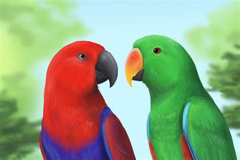 Eclectus Parrot Art By Breah