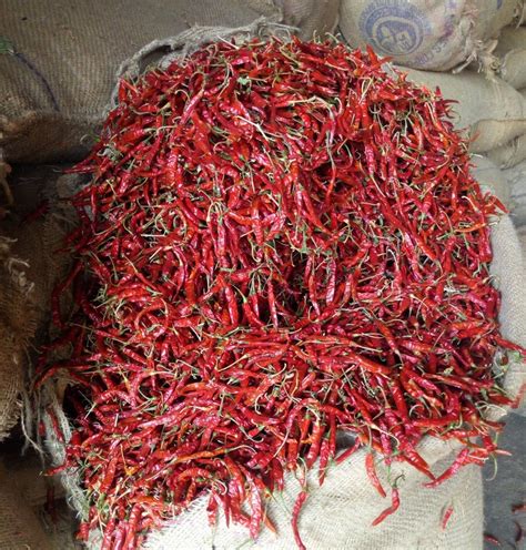 Guntur Dry Red Chilli With Stem At Rs 245 Kg In Kolar ID 2852358627833