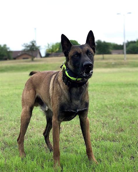 Duke 27 Months Belgian Malinois Belgianmalinois From Usa Dukethe