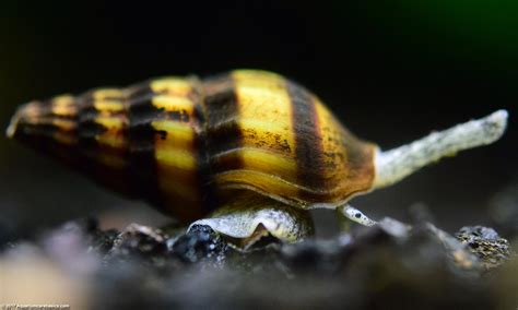 Assassin Snail Care Size Diet Feeding And Tankmates Video