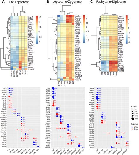 Transcriptome profiling of histone writers/erasers enzymes across ...